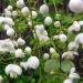 Thalictrum delavayi ‘Splendide White’ (Rutewka Delavay'a)